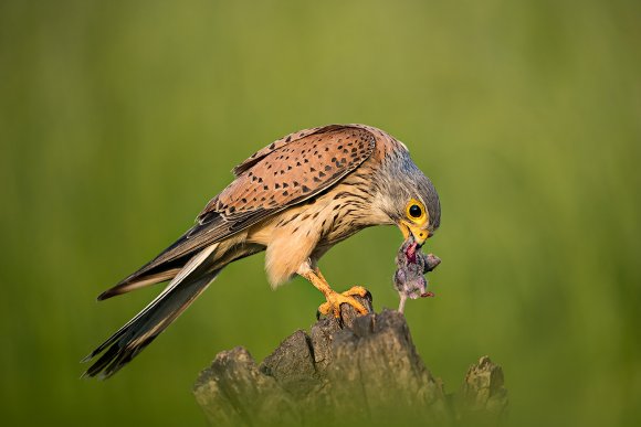 Gheppio - Common Kestrel