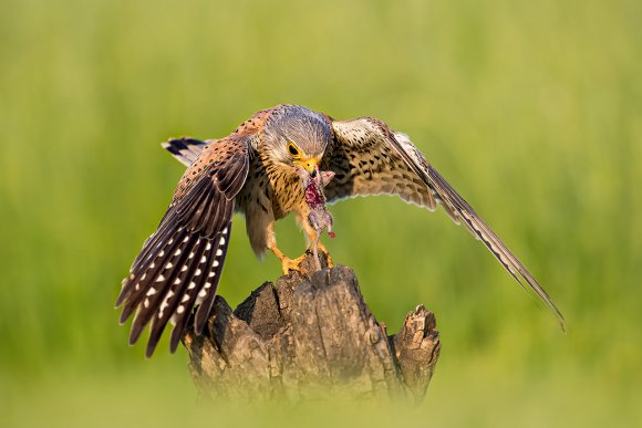 Gheppio - Common Kestrel