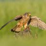 Gheppio - Common Kestrel