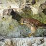 Gheppio - Kestrel (Falco tinnunculus)