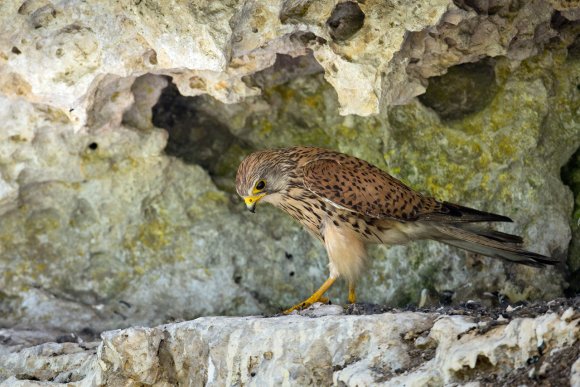 Gheppio - Kestrel (Falco tinnunculus)