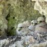 Gheppio - Kestrel (Falco tinnunculus)