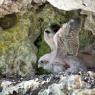 Gheppio - Kestrel (Falco tinnunculus)