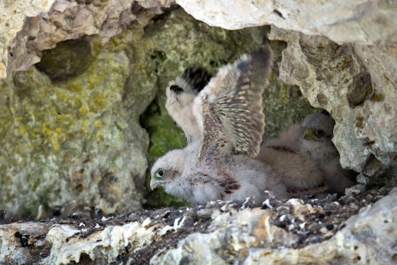 Gheppio - Kestrel (Falco tinnunculus)