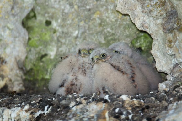 Gheppio - Kestrel (Falco tinnunculus)