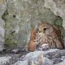 Gheppio - Kestrel (Falco tinnunculus)