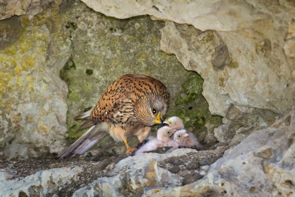 Gheppio - Kestrel (Falco tinnunculus)