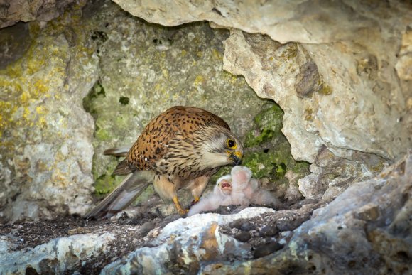 Gheppio - Kestrel (Falco tinnunculus)