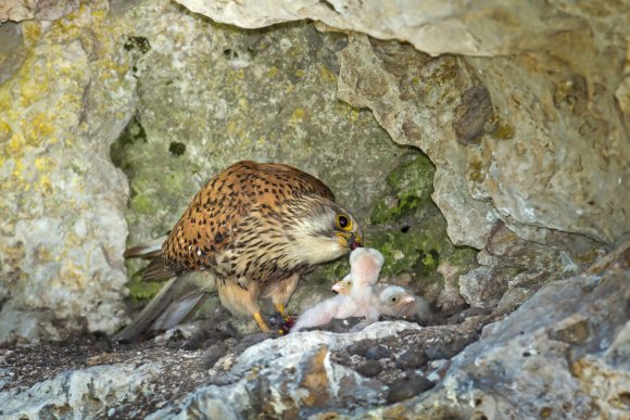 Gheppio - Kestrel (Falco tinnunculus)