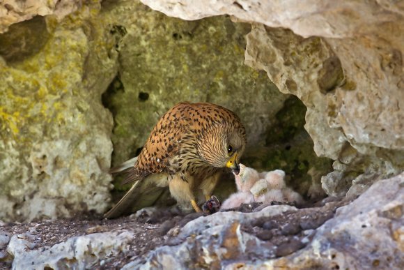 Gheppio - Kestrel (Falco tinnunculus)