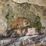 Gheppio - Kestrel (Falco tinnunculus)