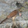 Gheppio - Kestrel (Falco tinnunculus)