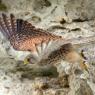 Gheppio - Kestrel (Falco tinnunculus)