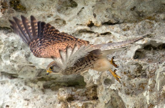 Gheppio - Kestrel (Falco tinnunculus)