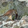 Gheppio - Kestrel (Falco tinnunculus)