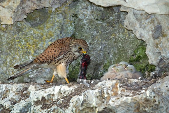 Gheppio - Kestrel (Falco tinnunculus)