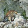 Gheppio - Kestrel (Falco tinnunculus)