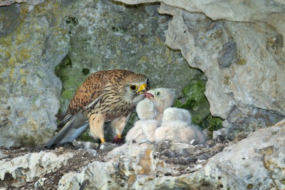 Gheppio - Kestrel (Falco tinnunculus)