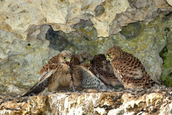 Gheppio - Kestrel (Falco tinnunculus)