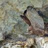 Gheppio - Kestrel (Falco tinnunculus)