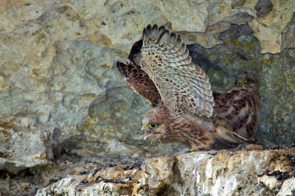 Gheppio - Kestrel (Falco tinnunculus)