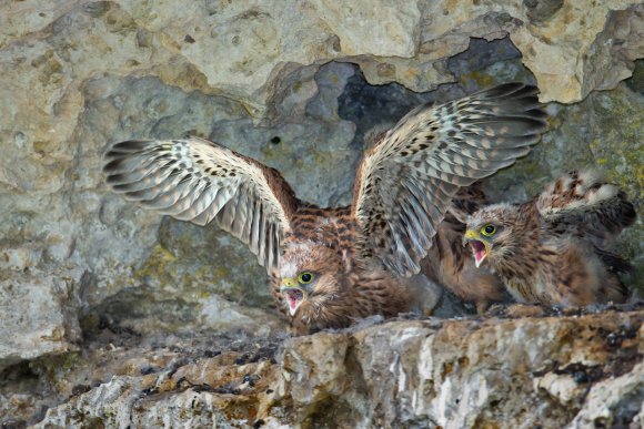 Gheppio - Kestrel (Falco tinnunculus)