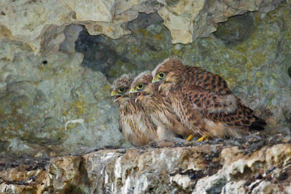 Gheppio - Kestrel (Falco tinnunculus)