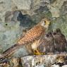 Gheppio - Kestrel (Falco tinnunculus)