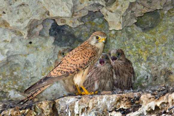 Gheppio - Kestrel (Falco tinnunculus)