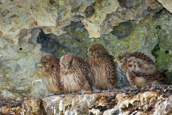 Gheppio - Kestrel (Falco tinnunculus)