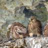 Gheppio - Kestrel (Falco tinnunculus)