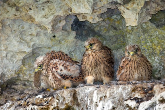 Gheppio - Kestrel (Falco tinnunculus)