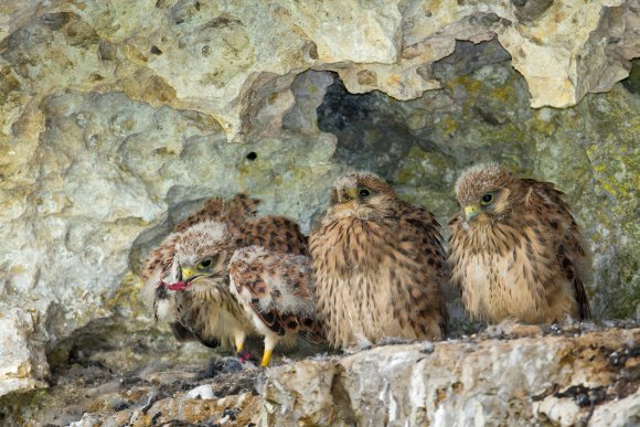 Gheppio - Kestrel (Falco tinnunculus)