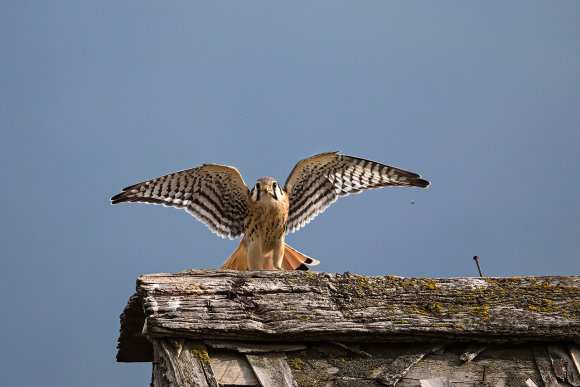 Gheppio americano - American kestrel (Falco sparverius)