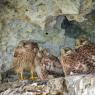 Gheppio - Kestrel (Falco tinnunculus)