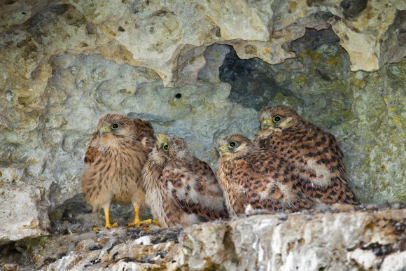 Gheppio - Kestrel (Falco tinnunculus)