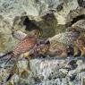 Gheppio - Kestrel (Falco tinnunculus)