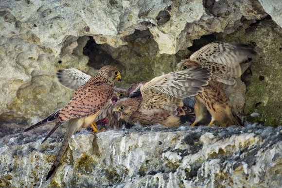 Gheppio - Kestrel (Falco tinnunculus)