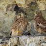 Gheppio - Kestrel (Falco tinnunculus)