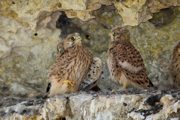 Gheppio - Kestrel (Falco tinnunculus)