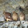 Gheppio - Kestrel (Falco tinnunculus)