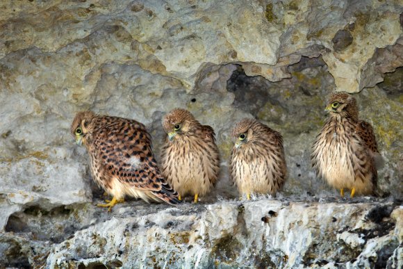 Gheppio - Kestrel (Falco tinnunculus)