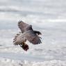 Falco pellegrino - Peregrine falcon (Falco peregrinus)