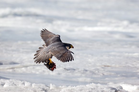 Falco pellegrino - Peregrine falcon (Falco peregrinus)