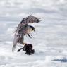 Falco pellegrino - Peregrine falcon (Falco peregrinus)