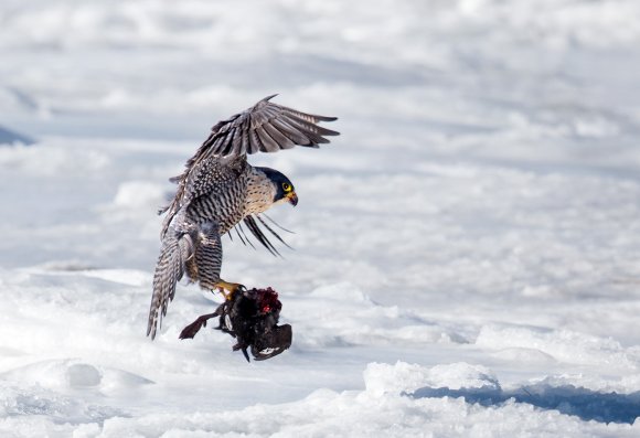 Falco pellegrino - Peregrine falcon (Falco peregrinus)