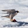 Falco pellegrino - Peregrine falcon (Falco peregrinus)