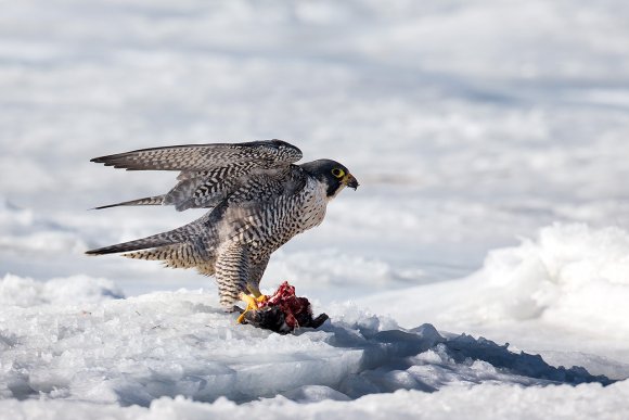 Falco pellegrino - Peregrine falcon (Falco peregrinus)