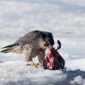 Falco pellegrino - Peregrine falcon (Falco peregrinus)