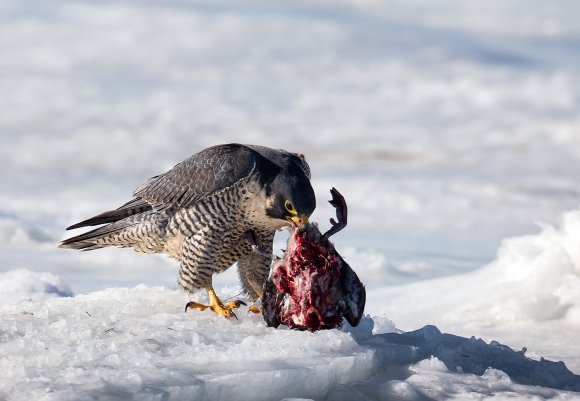 Falco pellegrino - Peregrine falcon (Falco peregrinus)